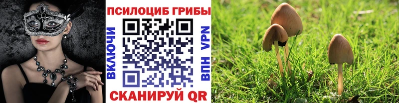 Галлюциногенные грибы Cubensis площадка какой сайт Горно-Алтайск купить наркотик